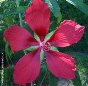 15+ Texas Star Red Hibiscus Seeds, Bog or Garden Plant  