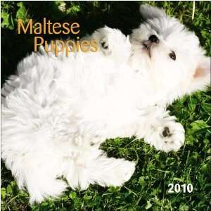  Maltese Puppies 2010 Small Wall Calendar: Office Products