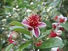 Pineapple Guava Seeds Edible Fruit Frost, Snow Ice Tolerant Evergreen 