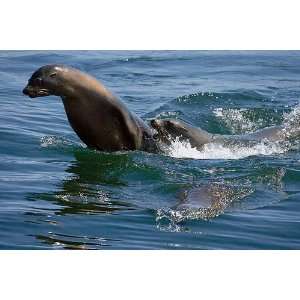  Wyland Galleries Sea Lion Travelers Nature Photography 