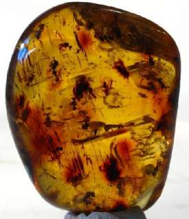 Over 14 Stingless Bees In Mexican Amber Specimen  