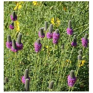  Purple Prairie Clover Seeds Patio, Lawn & Garden