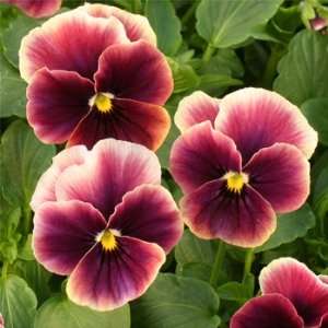  Mauve Glaze Pansy Seed Pack Patio, Lawn & Garden