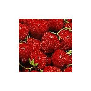  Chandler Strawberries   100 Crowns Patio, Lawn & Garden