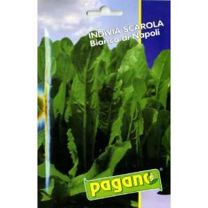  Pagano 1411 Endive (Scarola) White Napoli Seed Packet 