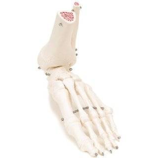 Foot and Ankle Bone Joint Anatomical Model:  Industrial 