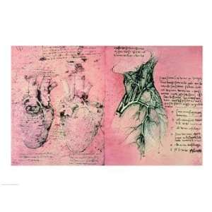   drawing of hearts and blood vessels   Poster by Leonardo Da Vinci