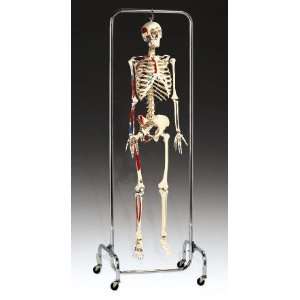  Skeleton Anatomical Model Deluxe Half Painted Labeled 