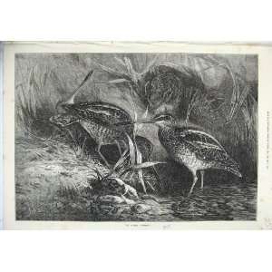   1871 Fine Art Nature Print Birds Snipe Grass Goddard