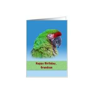  Birthday, Grandson, Green Parrot Card: Toys & Games
