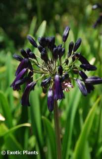   agapanthus is an attractive tuberous plant with flowers nodding in