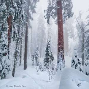  TREES Winter Snowy Landscape CANVAS GICLEE PHOTO PRINT #9594 (Small 