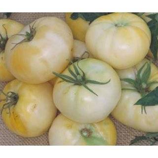  White Wonder Tomato 25 Seeds   Great Taste   Heirloom 