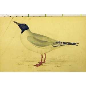  BuonaprteS Gull Sea Bird C1880 Hand Coloured Old Print 