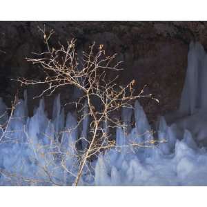 Panoramic Wall Decals   Bryce Canyon   Winter Tree, Ice 