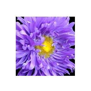 Asters, Crego Mix Patio, Lawn & Garden