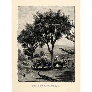   Tree Santa Barbara California Landscape Scenery   Original In Text