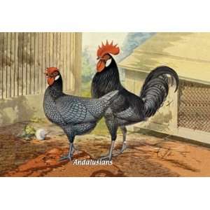  Andalusians (Chickens) 16X24 Canvas: Home & Kitchen
