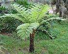 Norfolk Island Tree Fern (Cyathea brownii)   1000 Spore  