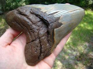 MEGALODON shark tooth teeth fossil Aquarium Scuba DIVER FOUND IN 