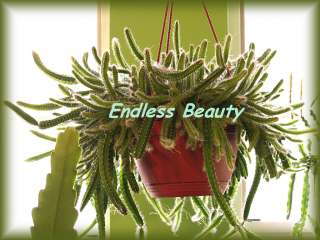 Succulent / Plant Package / Dogtail Peanut Cactus Aporophyllum 