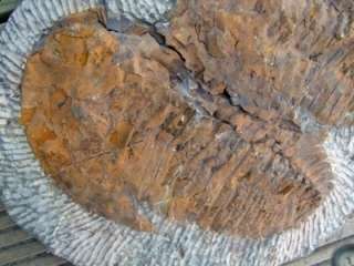 NEW   DOUBLE Fossil Trilobite   Cambropallas telesto   Andalusiana   T