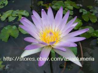 10 LIVE UNKNOWN WATER LILY PLANTS BULB LOTUS +FreeDoc  