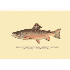 Brook Trout (Showing Bright or Early Fall Coloration) 20X30 Canvas 