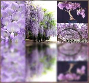 Chinese Blue Bonsai Tree Seed Fragrant Blooms Purple ~ Wisteria 