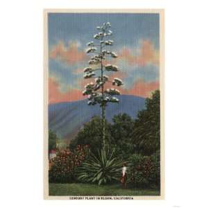California   Century Plant in Bloom Premium Poster Print, 24x32 