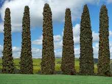 Italian Cypress Tree Cupressus sempervirens seeds ES 52  