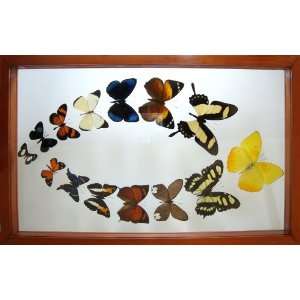  Real Framed and Mounted Butterfly Art Set 