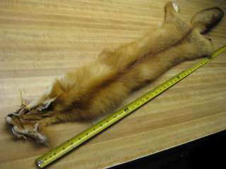 Tanned Red Fox Furs Coats Taxidermy # 76  