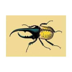  Horned Beetle #2 12x18 Giclee on canvas