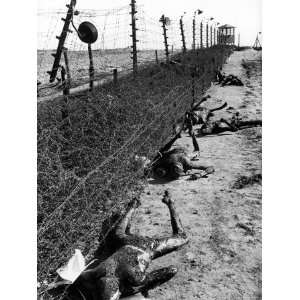  Corpses of Concentration Camp Prisoners Lay Near Barbed Wire Fence 