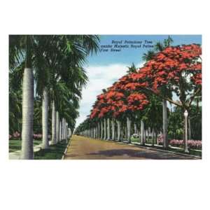  Fort Myers, Florida   First Street, Royal Poinciana Trees 