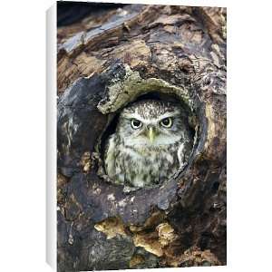  Little Owl (Athene noctua), captive, Barn Owl Centre 