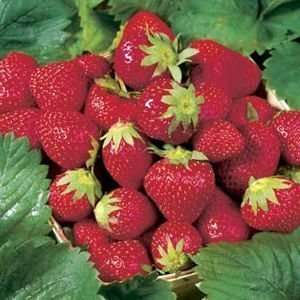  10 Ozark Beauty Strawberry plants Patio, Lawn & Garden