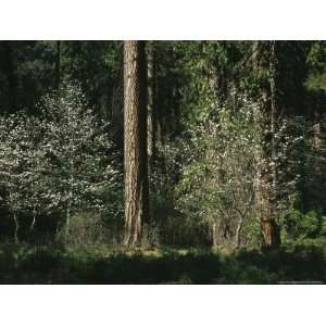  Pacific Dogwood Tree in Bloom Near Towering Pine Trees 
