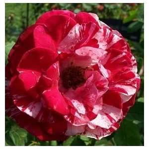  Columbus Queen Rose Seeds Packet: Patio, Lawn & Garden