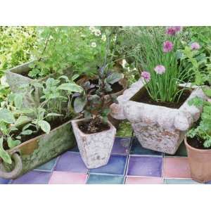  Herbs in Terracotta Pot on Tiled Patio Premium 